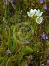 Dionaea muscipula