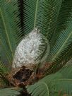 Dioon edule