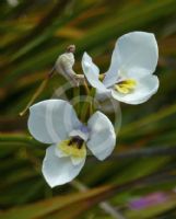 Diplarrena moraea