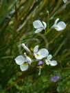 Diplarrena moraea