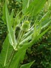 Dipsacus fullonum