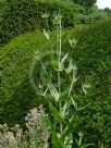 Dipsacus fullonum