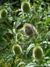 Dipsacus fullonum