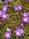 Disphyma crassifolium clavellatum