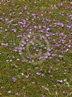 Disphyma crassifolium clavellatum