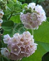 Dombeya burgessiae