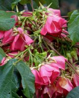 Dombeya cacuminum