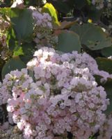 Dombeya rotundifolia