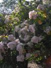 Dombeya rotundifolia