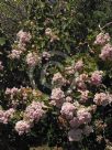 Dombeya rotundifolia