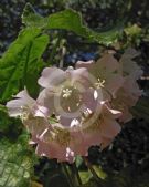 Dombeya spectabilis