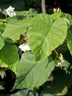 Dombeya tiliacea