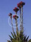 Doryanthes excelsa