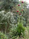 Doryanthes excelsa