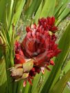 Doryanthes palmeri