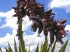 Doryanthes palmeri