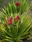 Doryanthes palmeri