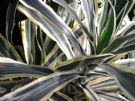 Dracaena fragrans Lemon Lime