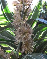 Dracaena fragrans Warneckei