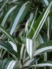 Dracaena fragrans Warneckei