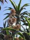 Dracaena fragrans Warneckei