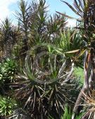 Dracaena marginata Black Knight