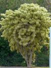 Dracaena reflexa Variegata