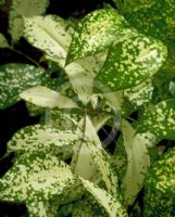 Dracaena surculosa Florida Beauty