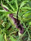 Dracunculus vulgaris