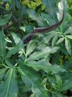 Dracunculus vulgaris