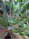 Cycas cairnsiana