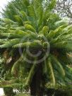 Cycas circinalis