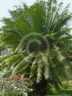 Cycas circinalis