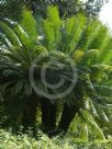 Cycas circinalis