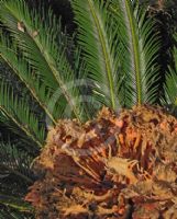 Cycas revoluta