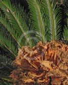 Cycas revoluta