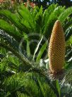 Cycas revoluta