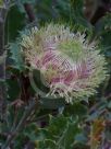 Dryandra quercifolia