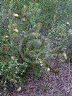 Dryandra quercifolia