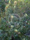 Dryandra quercifolia