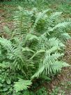 Dryopteris filix-mas