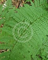 Dryopteris remota