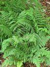 Dryopteris remota