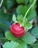 Potentilla indica