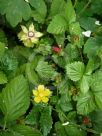 Potentilla indica