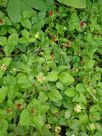 Potentilla indica