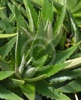 Dyckia brevifolia