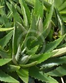 Dyckia brevifolia