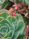 Echeveria Imbricata