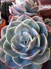 Echeveria Imbricata